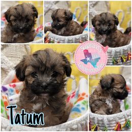 Cavapoo, Goldendoodle, Poodle, and Shihpoo Puppies from Sugarland's Texas Goldendoodles