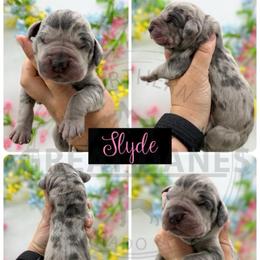 Slyde - Merle female Great Dane puppy in Sac City, Iowa from Northern Great Danes of Colorado & Iowa