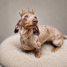 Bella - Dachshund