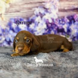 Amythest - Chocolate and tan male Dachshund puppy in Rainier, Oregon from Doxies in Wonderland