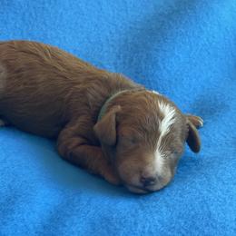 Lucky (Green Collar) - Red  male Poodle puppy in Ogden, Utah from Bells Poodles
