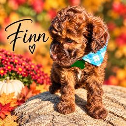Finn - Wheaten male Whoodle puppy in Knoxville, Tennessee from Fleury Farm Doodles TN