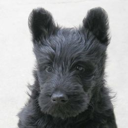 Scottish Terriers from XTC Scottish Terriers