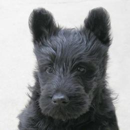 Scottish Terriers from XTC Scottish Terriers