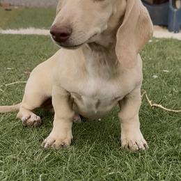 Dachshund Puppies from Bootheel Doxies