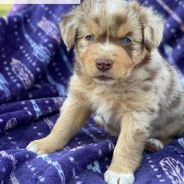 Miniature Australian Shepherd Puppies from Kristin Cox
