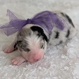 Fable - Blue merle female Australian Shepherd puppy in Falcon, Missouri from Edge Farm LLC