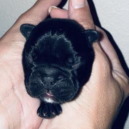Garlic Pickle - Brindle and white male French Bulldog puppy in Tampa Bay, Florida from Woodpecker Ridge Pups