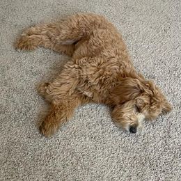Goldendoodle All Grown Up from Golden Hearted Goldendoodles