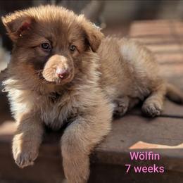 Wölfin - Liver female German Shepherd puppy in Olean, New York from F&B Kennels