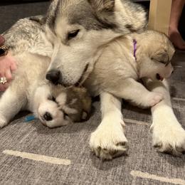 Alaskan Malamute Puppies from Alpenglow Alaskan Malamutes
