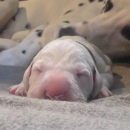 Black - White and black male Dalmatian puppy in Palmer, Massachusetts from Delaney's Dalmatians 2