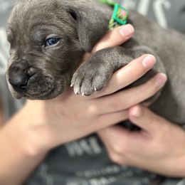 Great Dane Puppies from Blue Thunder Danes