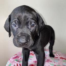 Sally - Black female Great Dane puppy in Spartanburg, South Carolina from Pawlmetto Danes