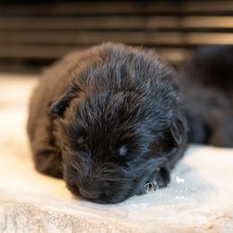 Cinderella - Black female German Shepherd puppy in Pomona, Missouri from Dry Creek Puppies, LLC