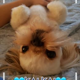 Kai Kai  - Shih Tzu