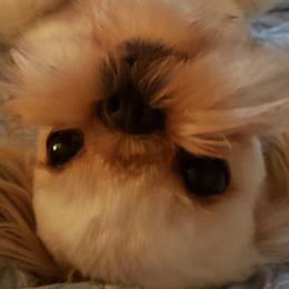 Kai Kai  - Shih Tzu