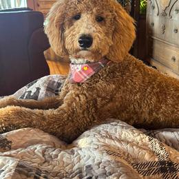 Goldendoodle All Grown Up from Smoodles