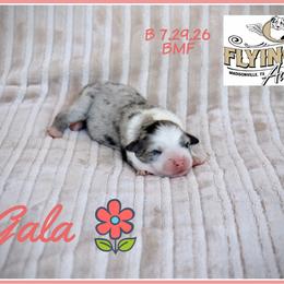 Gala - Blue merle female Miniature Australian Shepherd puppy in Madisonville, Texas from Flying LL Aussies