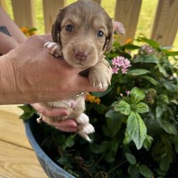 Girl 2 - Cream Dachshund puppy in Texas from Texas Mini Dachs