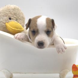 Sully - Tan and white male Jack Russell Terrier puppy in Menifee, California from Wendover Terriers