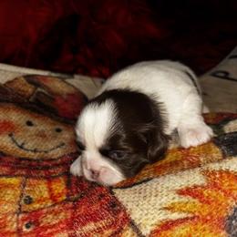 Girl 1  1900.00 - Tricolor female Shih Tzu puppy in Wooster, Ohio from Mending Hearts Shih Tzu's