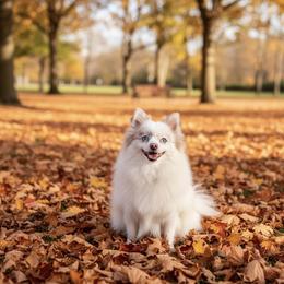 Anna - Pomeranian