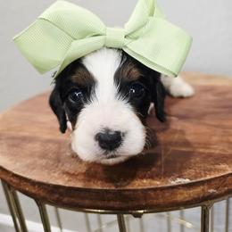 Petunia - Tri-color female Cavapoo puppy in Roseville, California from Heavenly Goldendoodles