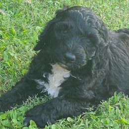Goldendoodles from Parish Pups