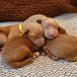 Goldendoodle Puppies from Cozy Cove Goldendoodles