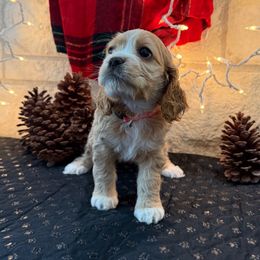 Pink Girl - Buff and white female Cocker Spaniel puppy in Ardmore, Oklahoma from Grace Cocker Spaniels
