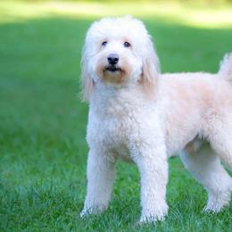 Aussiedoodles and Goldendoodles from Standard Goldendoodle and Doodles