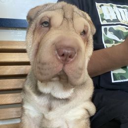 Chinese Shar-Pei from Peis R Us
