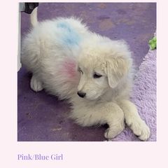 Pink-Blue Girl - White female Maremma Sheepdog puppy in Kings County, California from Prancing Pony Farm Maremma Sheepdogs