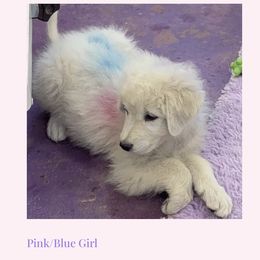 Pink-Blue Girl - White female Maremma Sheepdog puppy in Kings County, California from Prancing Pony Farm Maremma Sheepdogs