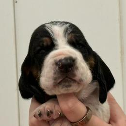 Yellow - Black brown and white male Basset Hound puppy in Douglas, Georgia from Huffer Hounds and Havanese