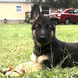German Shepherd Puppies from Wolves Den Ranch