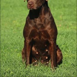 Charlee - Labrador Retriever