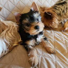 Yorkshire Terrier Puppies from Little Yorkie World Texas