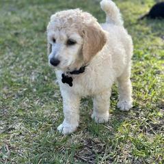Goldendoodles and Poodles from Jalufka’s Poodles and Doodles