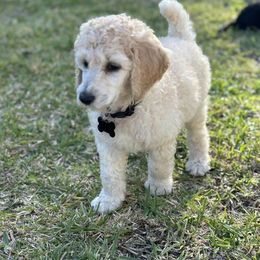 Goldendoodles and Poodles from Jalufka’s Poodles and Doodles