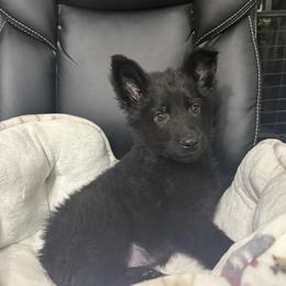 Mr Blue-All Black - Black male German Shepherd puppy in Berlin, Wisconsin from Gypsy Miracle Kennels
