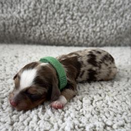 Taylor - Dapple male Dachshund puppy in Lawrenceville, Georgia from Chivi Paws