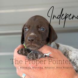 Independence - female German Shorthaired Pointer puppy in Six Mile, South Carolina from The Proper Pointer Co.