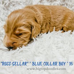 Goldendoodle Puppies from Big Top Doodles