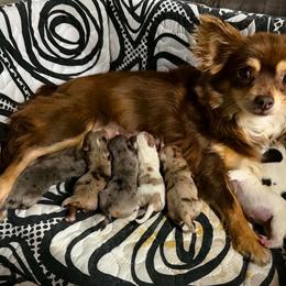 Happy - Cream and white female Chihuahua puppy in Palmyra, Indiana from Country Star Chihuahuas