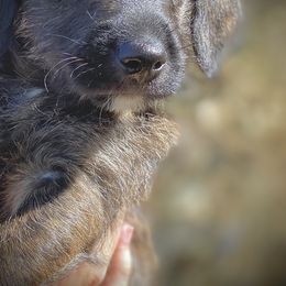 Aussiedoodle and Leopardoodle Puppies from A Puppy Crush