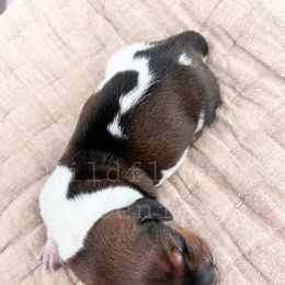 Dachshund Puppies from Wildflower Weenies