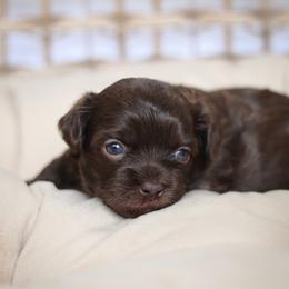 Bear - Liver male Shihpoo puppy in Nickelsville, Virginia from The Teddybear Shihpoo