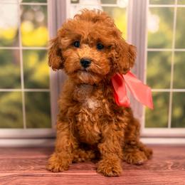 Pearl (Pink Collar Female) - Red  female Goldendoodle puppy in Santa Clara, Utah from Desert Dawn Doodles